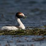 Hooded grebe