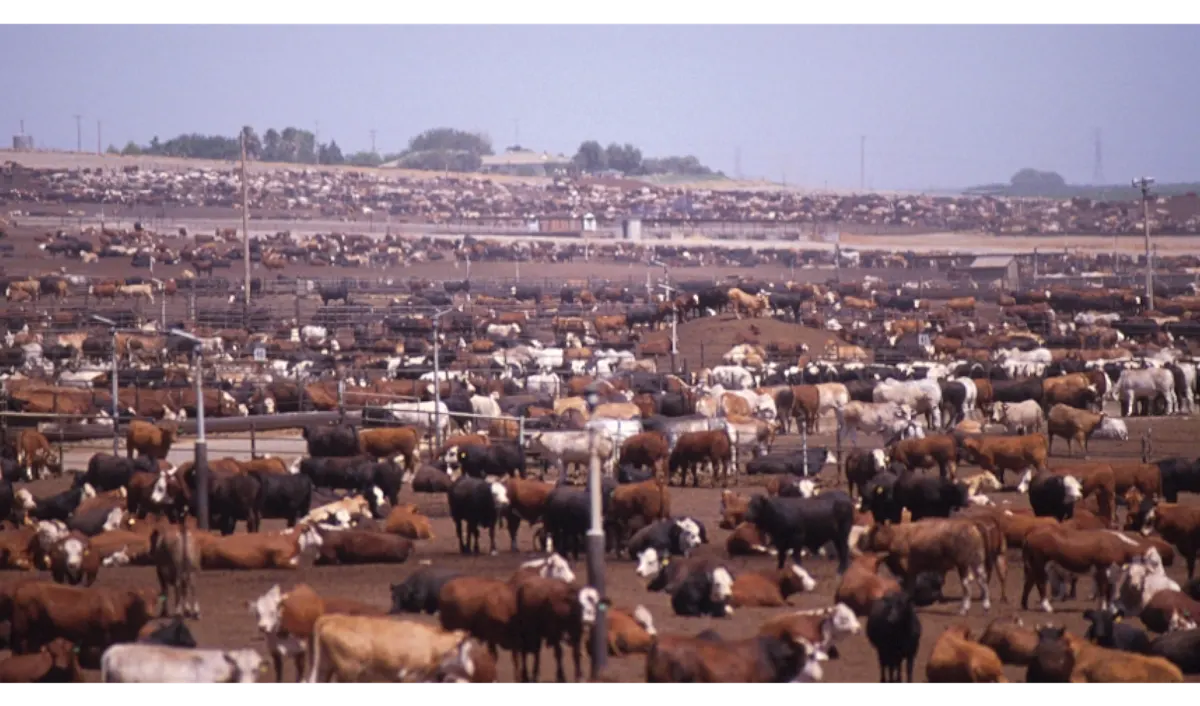 avoid industrial ranching - cattle, feedlot