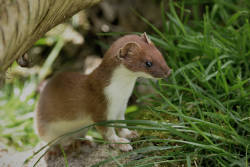 New Zealand announces plan to eradicate invasive predators