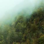 Hyrcanian Forest, "The mother of European forests"