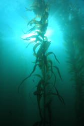 Kelp forests wiped out