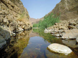 Wadi Wurayah designated a 'biosphere reserve' by UNESCO