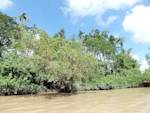 Myanmar Mangroves