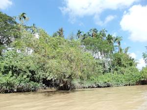 Myanmar Mangroves
