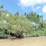 Myanmar Mangroves