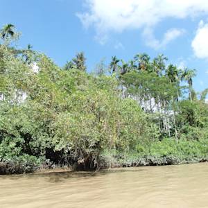 Myanmar Mangroves