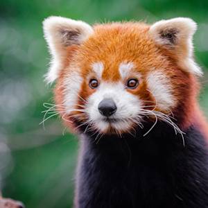 6 Species An Hour Doomed To Extinction