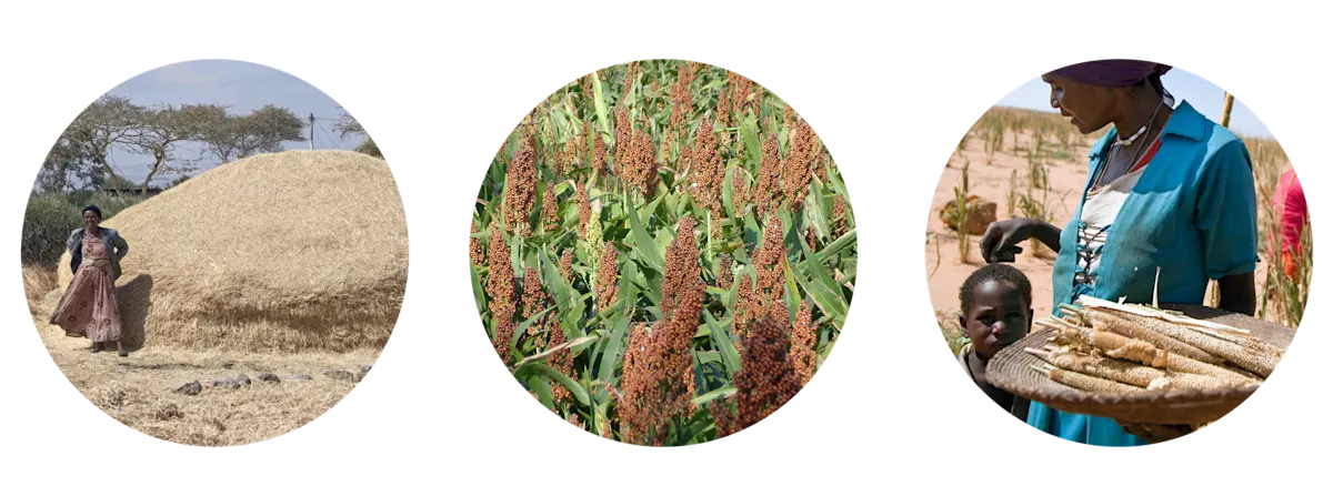drought resistant grains