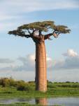 African baobab tree