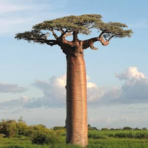 African baobab tree
