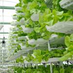 World's largest vertical farm in Dubai