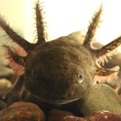 Reserva Ecológica del Pedregal de San Ángel Creates Program to Preserve Axolotl