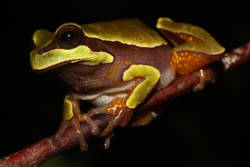 Endangered Pine Barrens treefrog