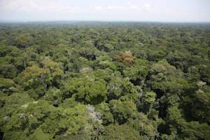 Congo Basin, World's Second Largest Tropical Forest