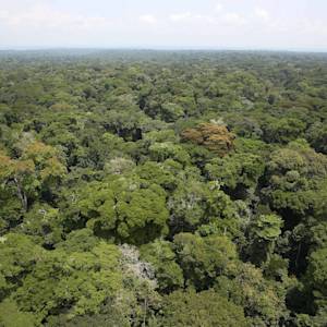 Congo Basin, World's Second Largest Tropical Forest