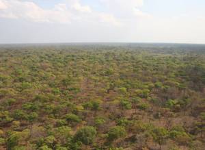 Miombo woodlands