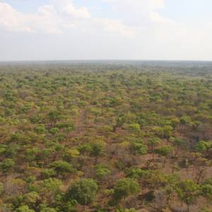 Miombo woodlands