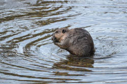 American Beaver