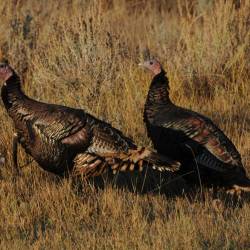 Wild turkey numbers reach 3.5 million