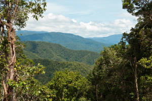 Guinean Forest