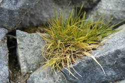 Antarctic hair grass