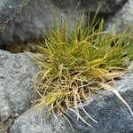 Antarctic hair grass