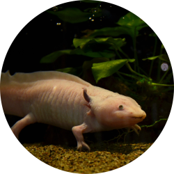 From 6,000 to 36 axolotl per square kilometer