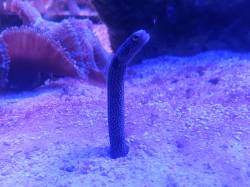 Researchers worry for the future of eel populations