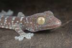 Tokay gecko