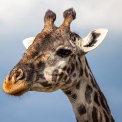 Masai giraffes declared endangered