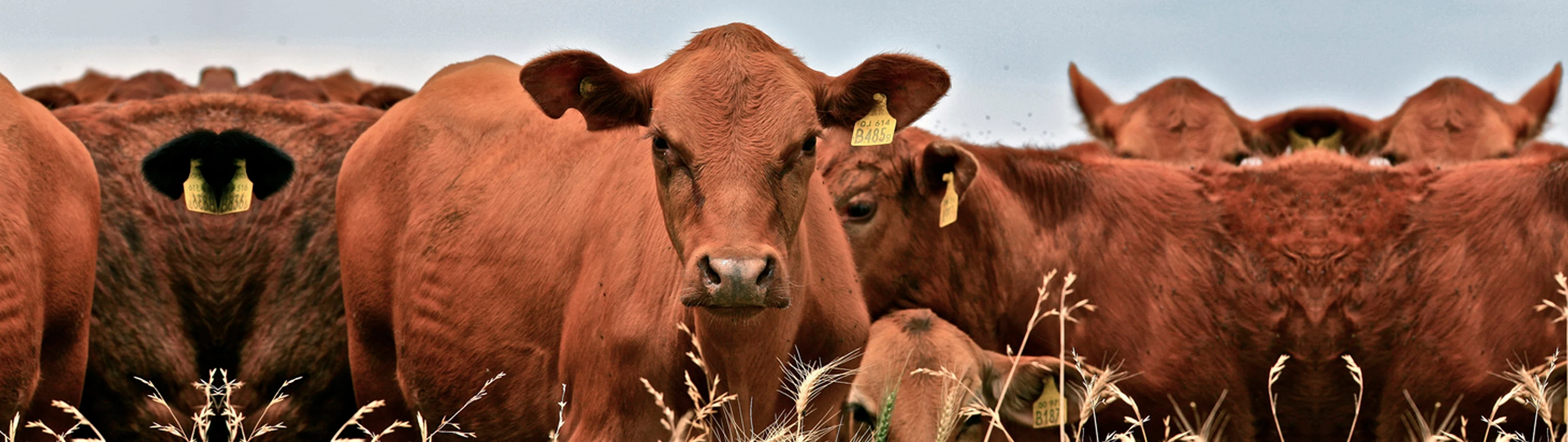 Solutions Hero Image Eat Less Meat (cow)