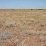 Mitchell Grass Downs