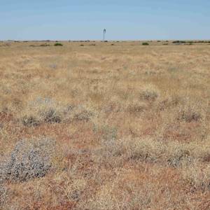 Mitchell Grass Downs