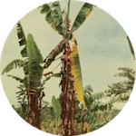 Central America & Caribbean