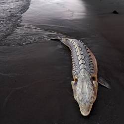 Atlantic sturgeon added to Endangered Species list