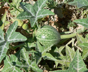 Okeechobee Gourd 