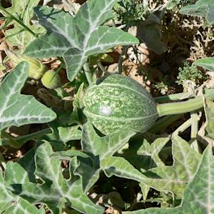Okeechobee Gourd