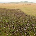 The Mau-Mara-Serengeti