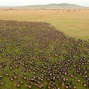 The Mau-Mara-Serengeti