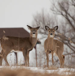 White Tail Deer Rebound 