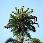 Wollemi Pine