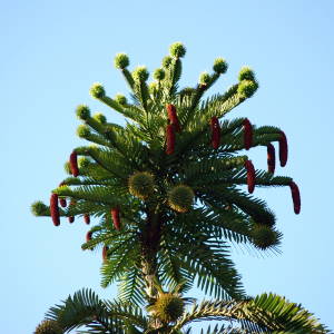 Wollemi Pine, Wollemia nobilis