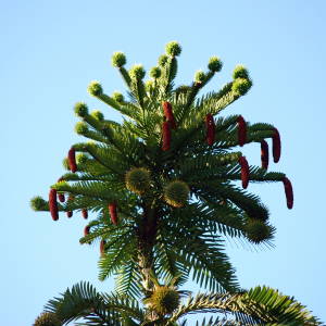 Wollemi Pine