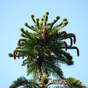 Wollemi Pine