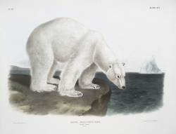 The Symbol of the Arctic