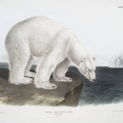 The Symbol of the Arctic