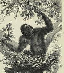 The Small Range of the Orangutans, Alfred Russel Wallace 