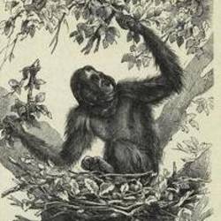 The Small Range of the Orangutans, Alfred Russel Wallace 