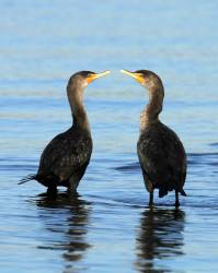 Double-crested Cormorants return to Lake Ontario