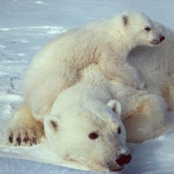 Industrial Chemicals Found in Polar Bears